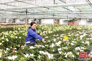 Kiến tạo trung tâm nông nghiệp cao và chế biến vùng Tây Bắc