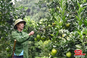 'Vân Hồ tập trung xây dựng nông thôn mới sau sáp nhập
