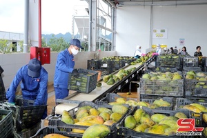 'Thu hút đầu tư vào lĩnh vực chế biến nông sản