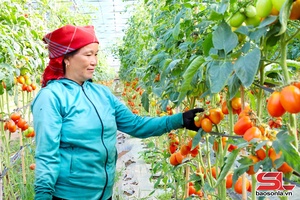 'Mô hình nông nghiệp công nghệ cao ở Ngọc Chiến