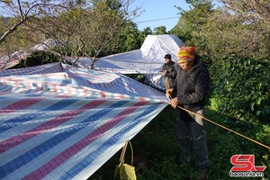 'Bảo vệ cây cà phê trước rét đậm, rét hại