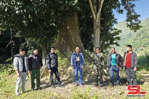 'Phiêng Pằn giữ xanh những cánh rừng
