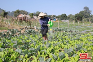 Ứng phó thời tiết cực đoan, bảo vệ sản xuất vụ đông