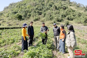 Phát triển dược liệu theo chuỗi liên kết, tạo sinh kế cho đồng bào dân tộc thiểu số