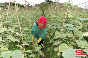 'Chiềng Sung không cho đất nghỉ