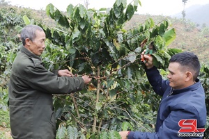 'Cây thoát nghèo của người dân Nậm Lầu