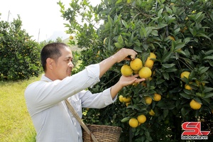 'Xây dựng thương hiệu cam Mường Cơi