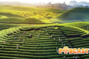 Bản tin Podcast ngày 10/12/2025
