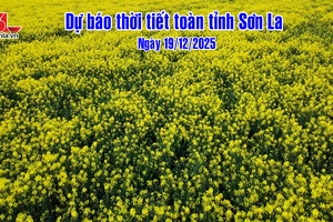 'Dự báo thời tiết toàn tỉnh Sơn La ngày 19/12/2025