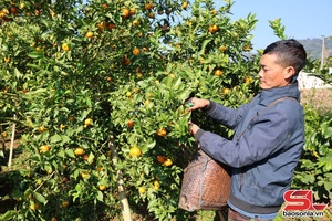 'Sơn La xây dựng vùng nguyên liệu nông, lâm sản đạt chuẩn