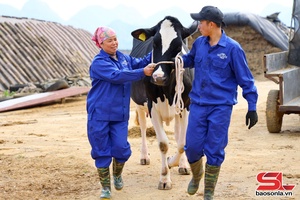 'Sẵn sàng cho cuộc thi Hoa hậu bò sữa Mộc Châu