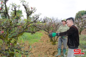 'Cây đào Thất Thốn trên cao nguyên Mộc Châu