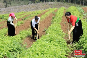 'Ngày hội thu hoạch dược liệu