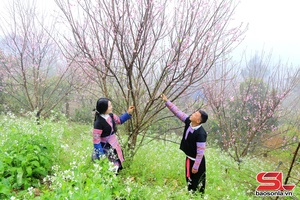 'Nhộn nhịp đào tết Vân Hồ