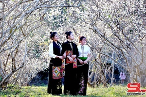 Tinh khôi mùa hoa mận Chiềng Cơi