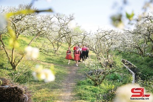 Sắc xuân trên cao nguyên Mộc Châu