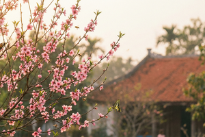 Truyện podcast: Ước hẹn mùa xuân