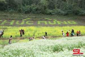 'Vườn cải Vân Hồ thu hút khách du lịch dịp đầu xuân