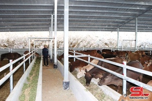 Phát triển chăn nuôi theo hướng tập trung