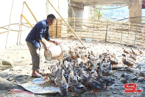 'Phát triển mô hình vịt cổ xanh bản địa