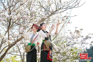 'Sơn La dịu dàng trong sắc trắng hoa ban