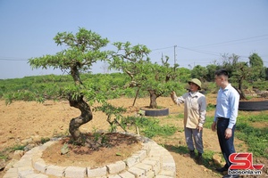 'Chăm sóc đào cảnh sau Tết