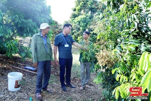 'Chiềng Khương chăm chút mùa hoa nhãn