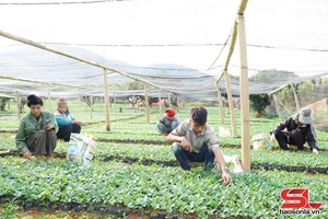 'Nguồn giống cà phê cho vụ mới tăng mạnh