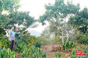 'Nhiều biện pháp chăm sóc xoài non