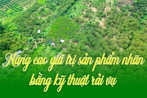 'Nâng cao giá trị sản phẩm nhãn bằng kỹ thuật rải vụ