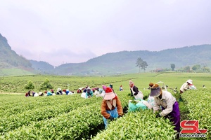 Đẩy mạnh thâm canh, nâng tầm giá trị cây chè