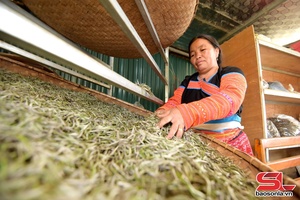 'Nâng tầm giá trị cây chè vùng cao