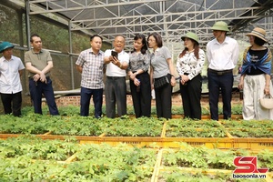 'Đoàn công tác của tỉnh Lạng Sơn dâng hương Đền thờ Bác Hồ; thăm mô hình trồng sâm Ngọc Linh tại xã Mường Chanh