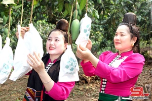 'Phát động bao trái xoài phục vụ tiêu thụ, xuất khẩu năm 2026