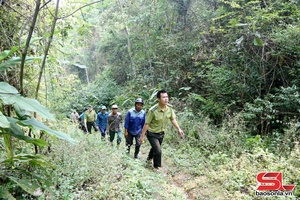 'Không để cà phê "xâm lấn" đất rừng