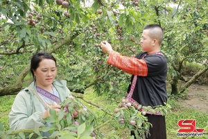 'Cao nguyên Mộc Châu mùa mận chín