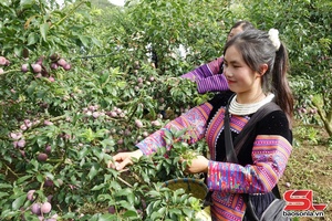 'Sôi động phần thi hái mận tại Ngày hội mận Phiêng Khoài lần thứ I