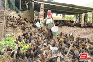 'Phát triển chăn nuôi hiệu quả, bền vững