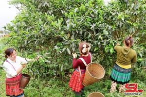 'Dân vận khéo ở vùng cao Suối Tọ