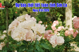 'Bản tin thời tiết toàn tỉnh Sơn La ngày 9/06/2026
