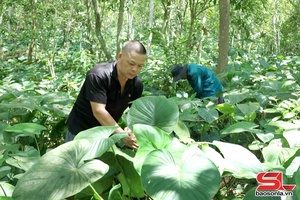 'Mường Chiên phát triển cây dược liệu dưới tán rừng
