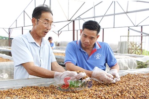 'Chiềng Cơi phát huy vai trò của các hợp tác xã