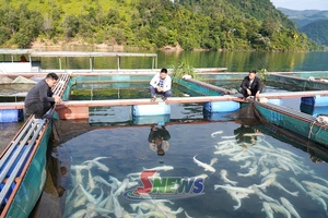 'Thúc đẩy hợp tác xã sản xuất hữu cơ