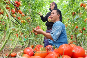 'Mở rộng kênh bán hàng, đưa nông sản đến tay người tiêu dùng