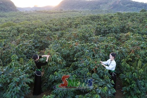 'Mùa cà phê chín ở Chiềng Mai