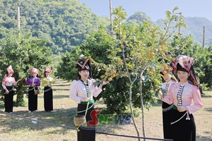 'Mùa cam chín ở Muổi Nọi