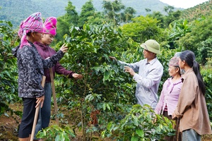 'Phát triển sản xuất gắn với bảo vệ rừng ở Long Hẹ
