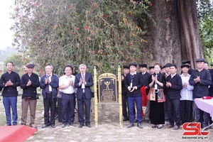 Seven Vietnam heritage trees recognised in Ngoc Chien commune