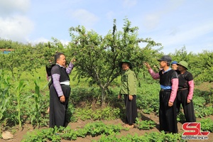 Haik pêx xênhv njênhs, pêx xênhv zôngs trơưk