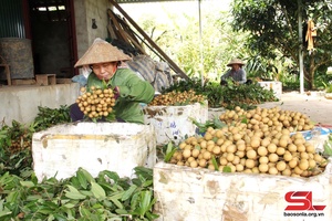 Son La exports over 9,660 tonnes of fruit